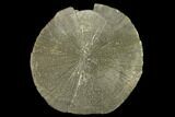 Large, Pyrite Sun - Sparta, Illinois #136637-1